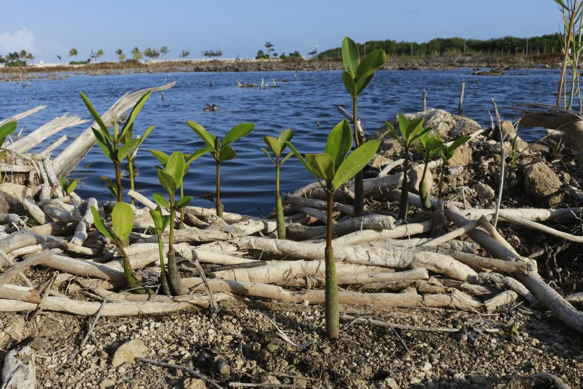 SIN EVIDENCIA DE SUPUESTA PRESENCIA DE PECES MUERTOS EN TAJAMAR: PROFEPA