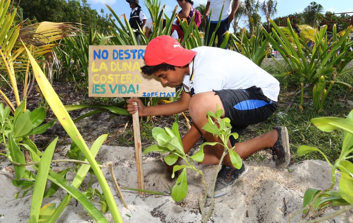 Reforestan vegetación dunar en el litoral costero para generar playa