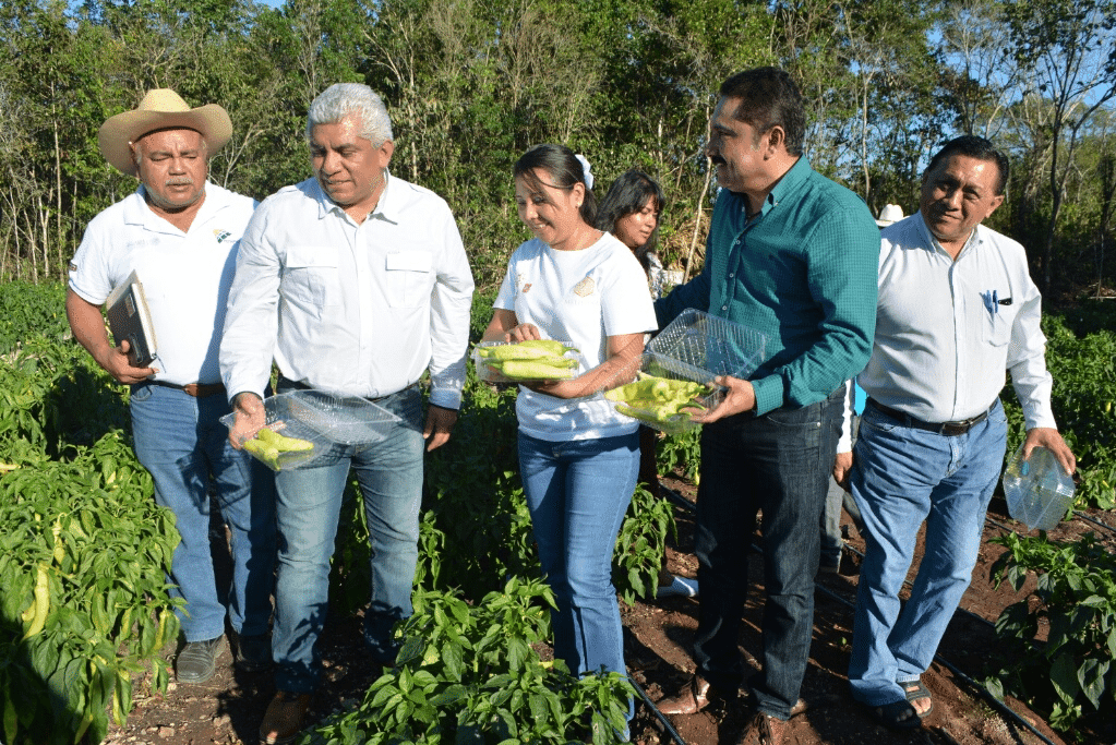 Buscan apoyo a productores de hortalizas a cielo abierto en X-Hazil Sur