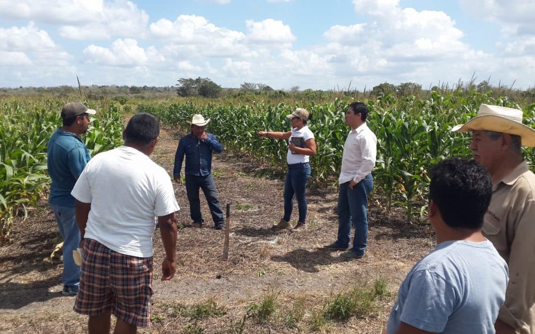 Sin riesgo de inundaciones, agricultores de Bacalar incrementarán su producción