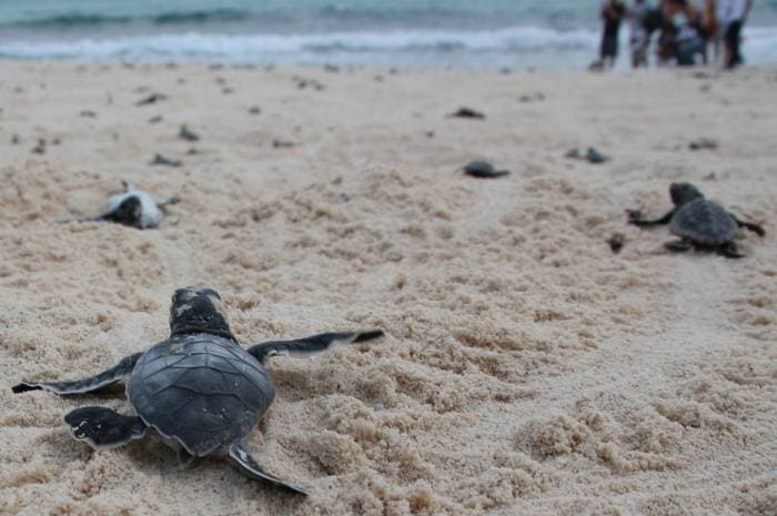 Mueren tortugas bebé en accidente en Cancún