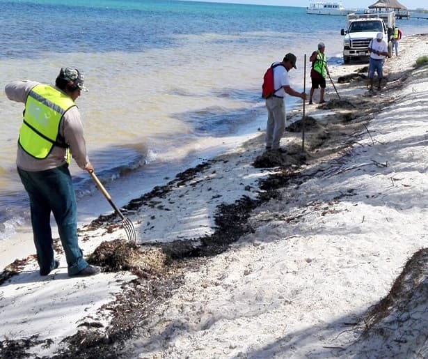 Se espera un intenso recale de sargazo en costas quintanarroenses