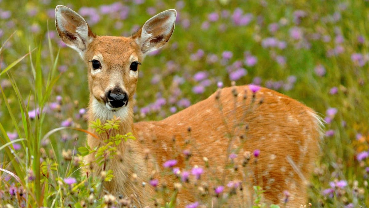 Autoridad ambiental asegura pieles de venado en Yucatán