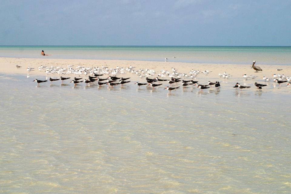 Holbox empieza a sufrir estragos en sus recursos