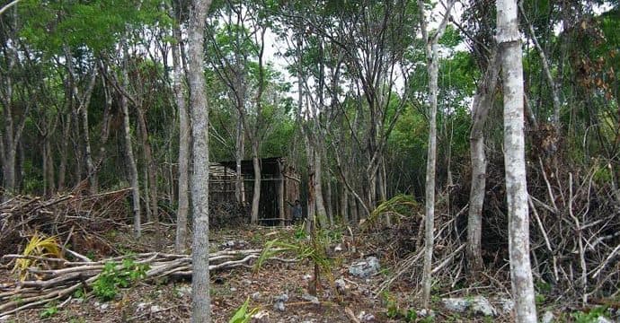 Puerto Aventuras se llena de invasores