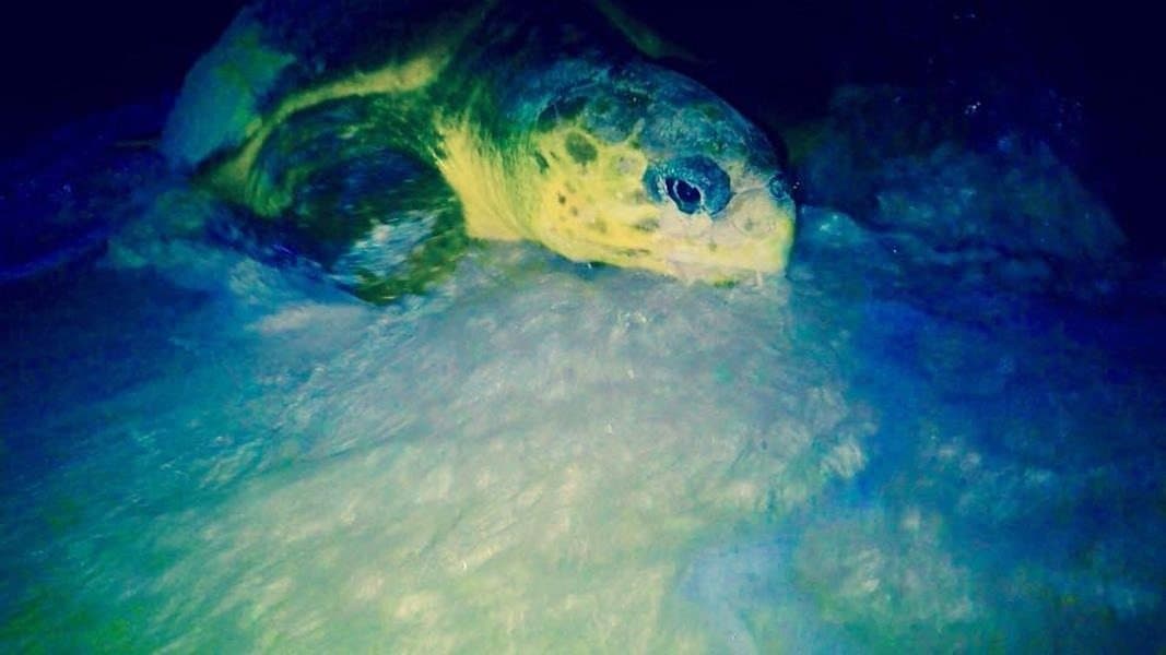 Se registró el arribo de la primera tortuga caguama en las costas cozumeleñas