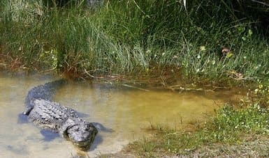 Producirá Quintana Roo pieles de cocodrilo de alta calidad