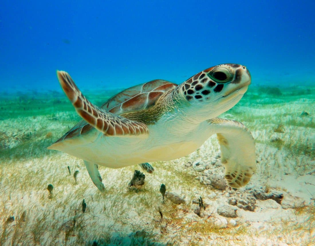Se reanuda nado con tortugas en Akumal