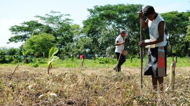 Van 39 millones para Programa de Sanidad e Inocuidad Agroalimentaria