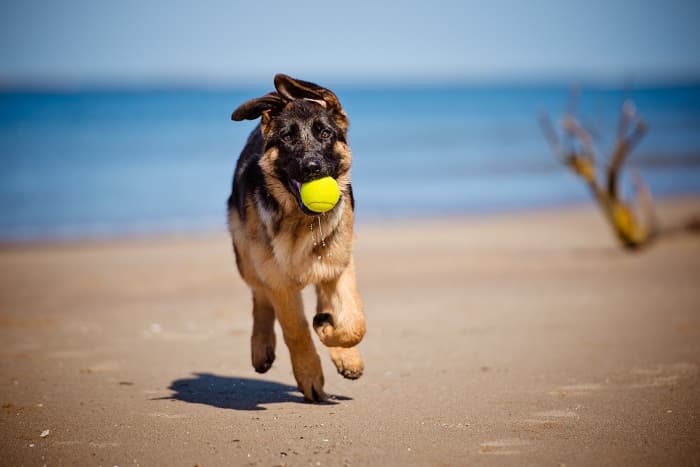 No más perros en las playas de Puerto Morelos