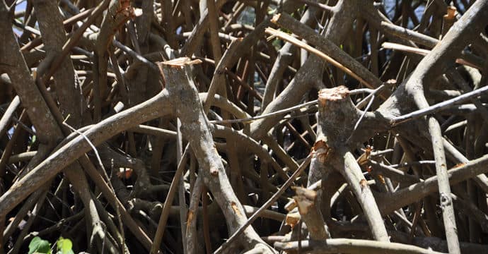 Devastan mangle en Puerto Aventuras