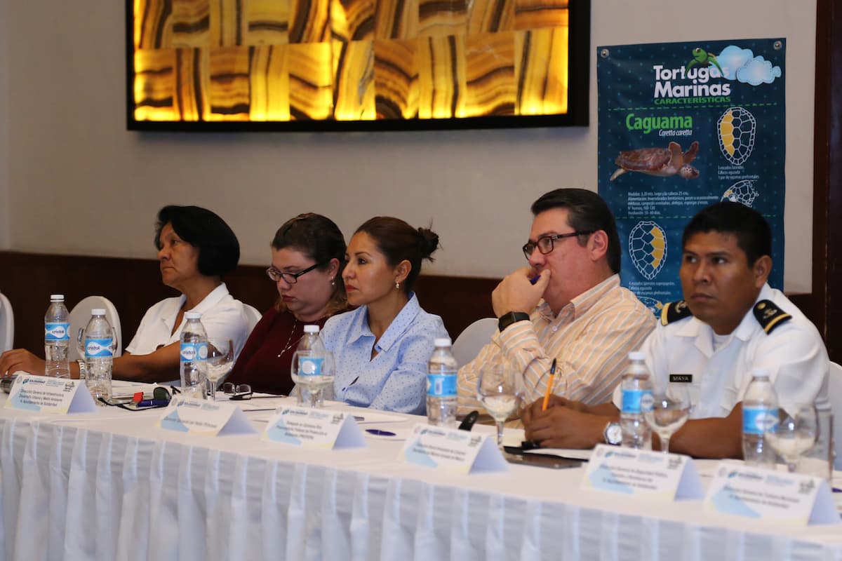 Coordina Solidaridad acciones para la conservación de tortugas marinas