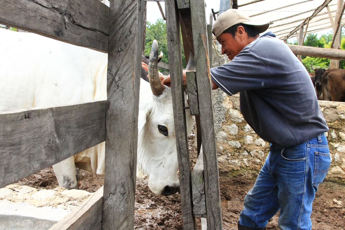 Gestiona Solidaridad Ventanilla Única para apoyo al Desarrollo Rural