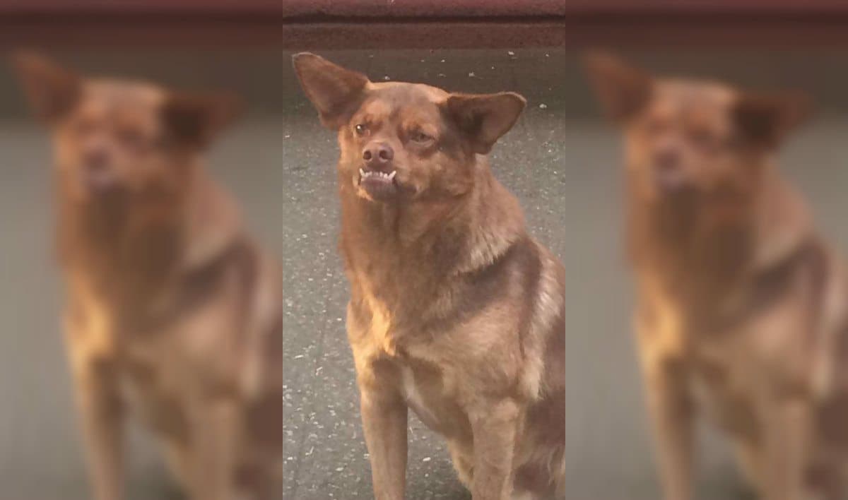 Conmociona en redes sociales muerte del Chilaquil