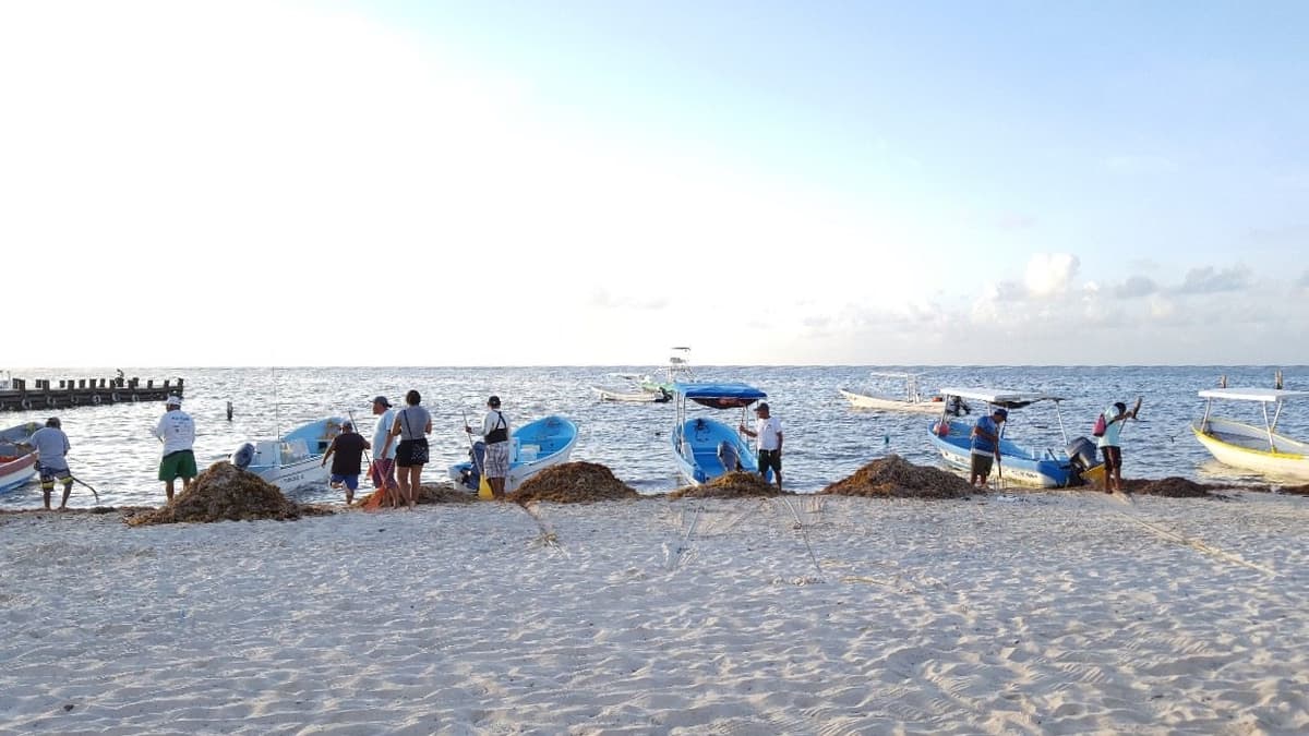 Suman fuerzas en Puerto Morelos contra el arribo de sargazo