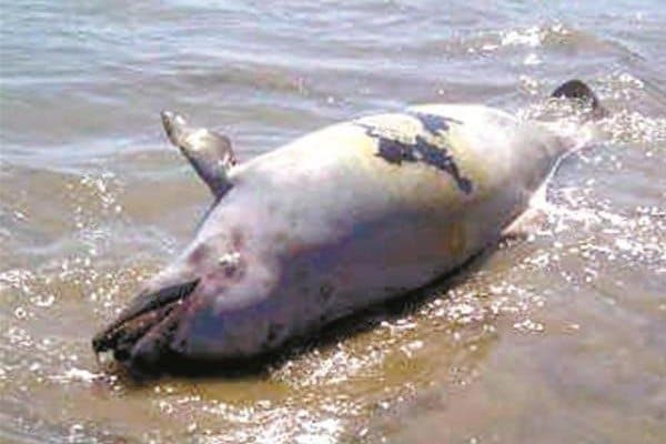 Aparece delfín sin vida en la Bahía de Chetumal
