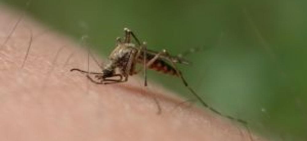 Eliminan 348 toneladas de criaderos de mosquitos