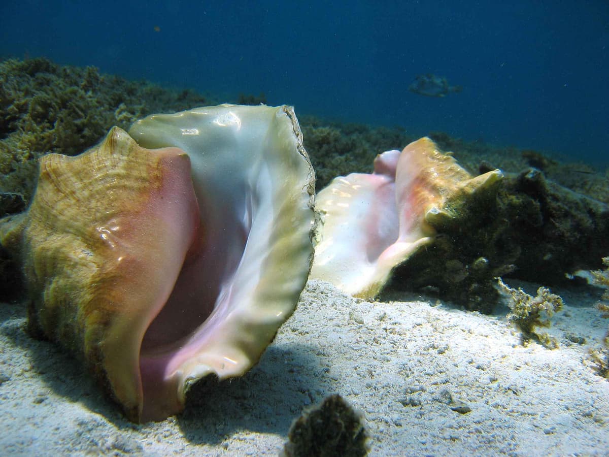 Sagarpa modifica la veda del caracol rosado porque el caracol, ¿no era rosado?