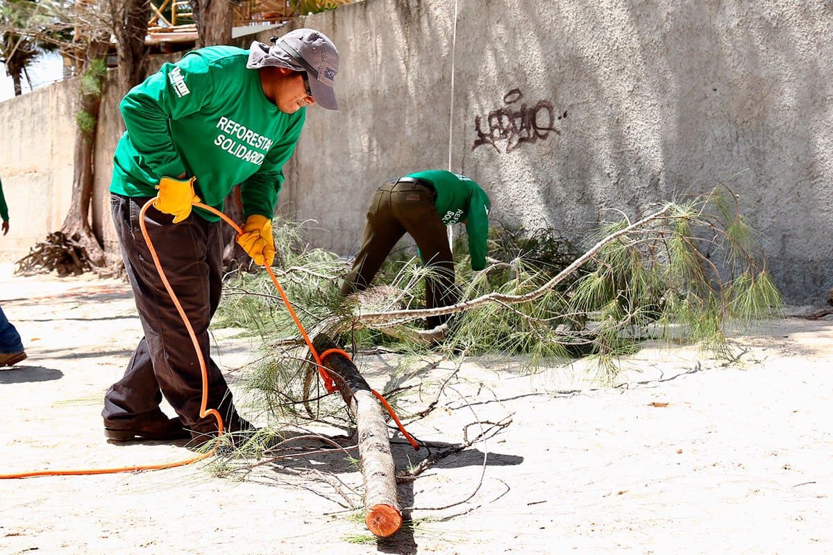Inicia campaña de " Control de Pino de Mar "