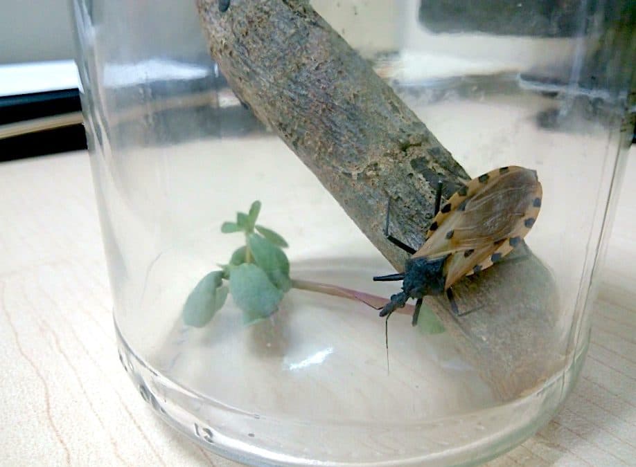 Reportan 14 casos por enfermedad de chagas en lo que va del año