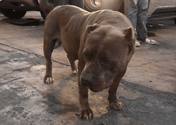 Indignante caso de tortura a perrita en Tijuana