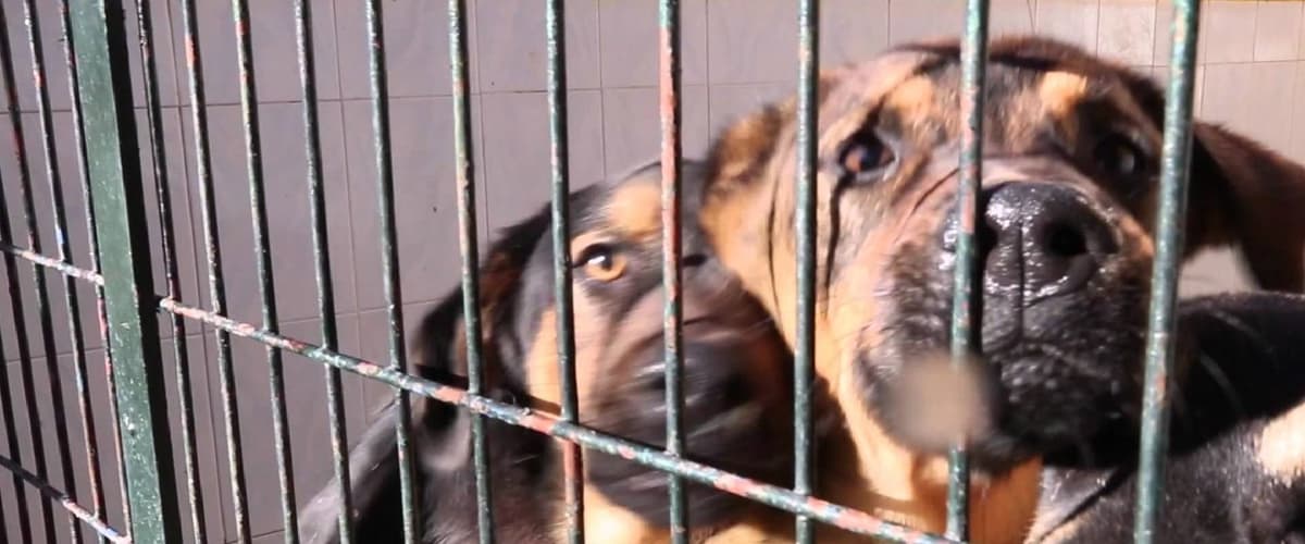 ¿Te interesa la protección animal?