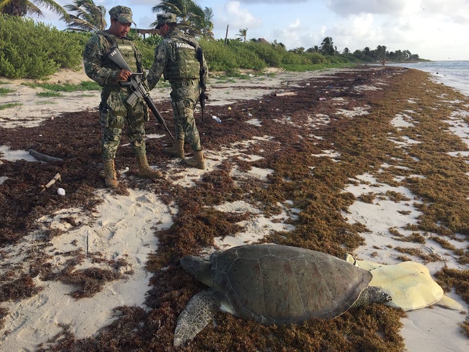Hallan tortugas destazadas en Mahahual