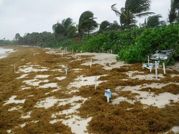 Centro Ecológico Akumal revisa afectaciones a las tortugas por "Franklin"