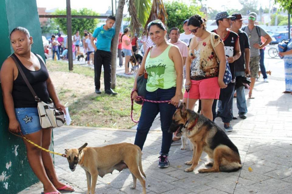 Esterilizarán gratis a más de 1500 perros y gatos en Solidaridad