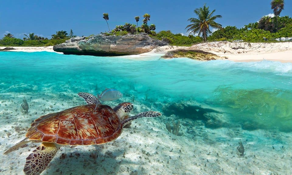 Vigilan 368 nidos de tortugas en la Bahía de Akumal
