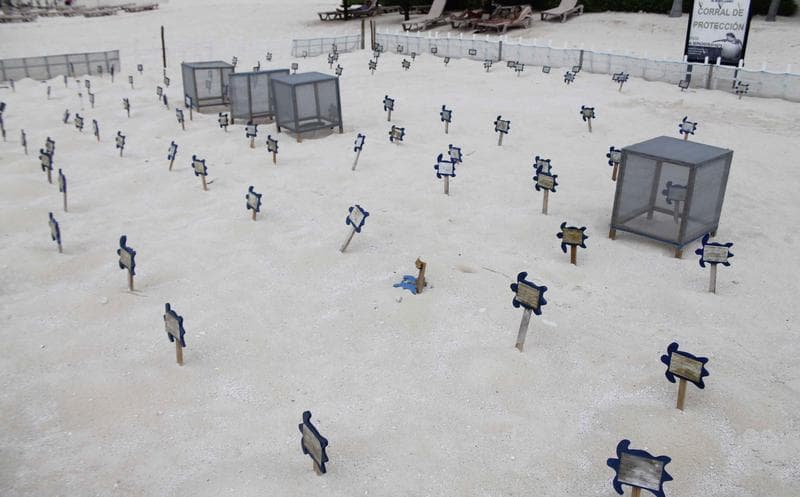 Se registran más de 2 mil 500 nidos de tortuga en Cozumel