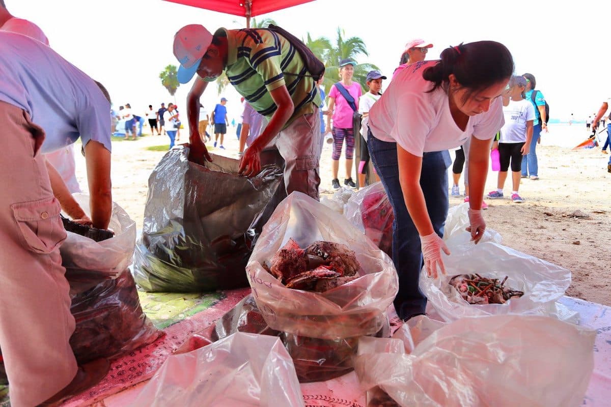 Más de 5 mil solidarenses se suman a la limpieza de 62 kilómetros de playas