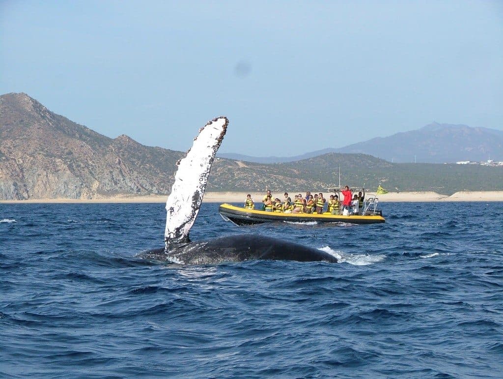 Científicos descubren que las ballenas también sufren menopausia