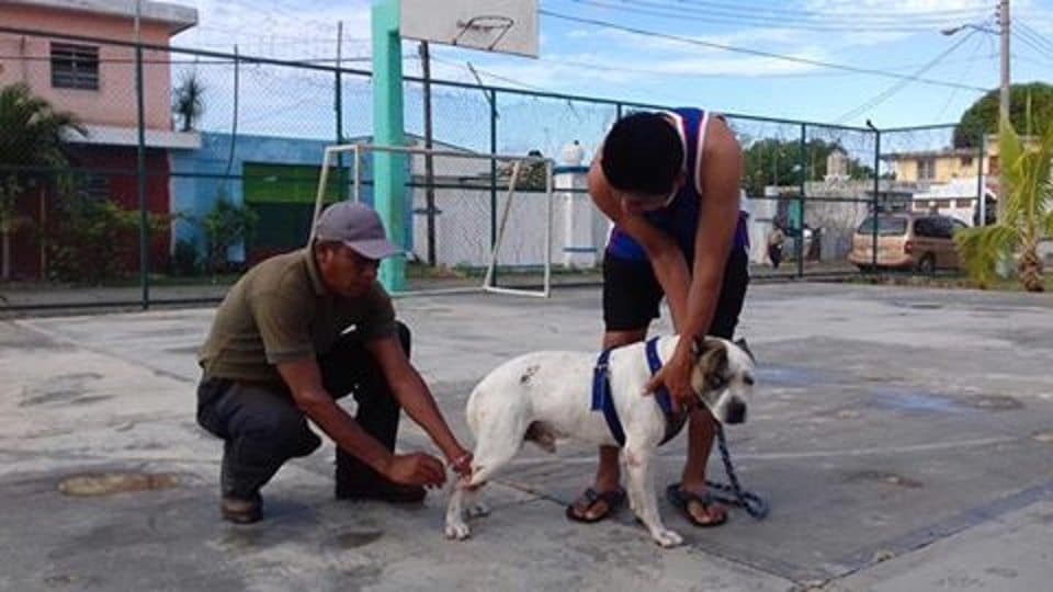 Busca programa "Cuida Tu Mascota, Cuida Tu Salud" prevenir rabia en gatos y perros