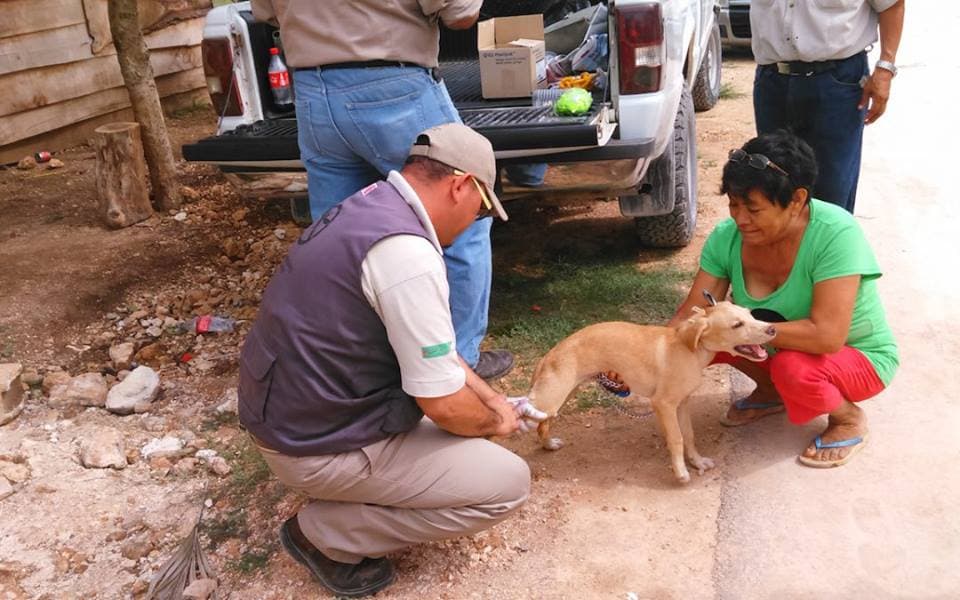 Aplicará Secretaría de Salud tres mil dosis en semana de vacunación antirrábica