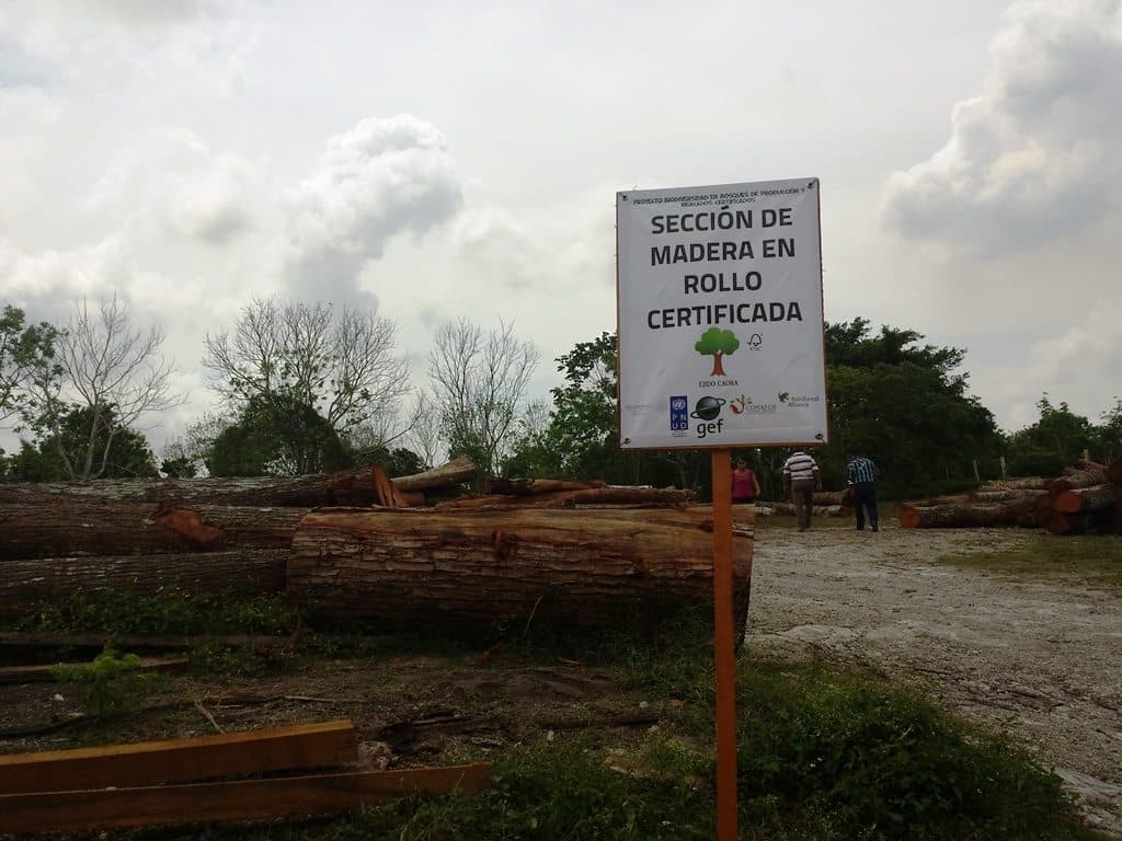 Logran ejidos de Quintana Roo certificación internacional de 69 mil 436 hectáreas de bosques