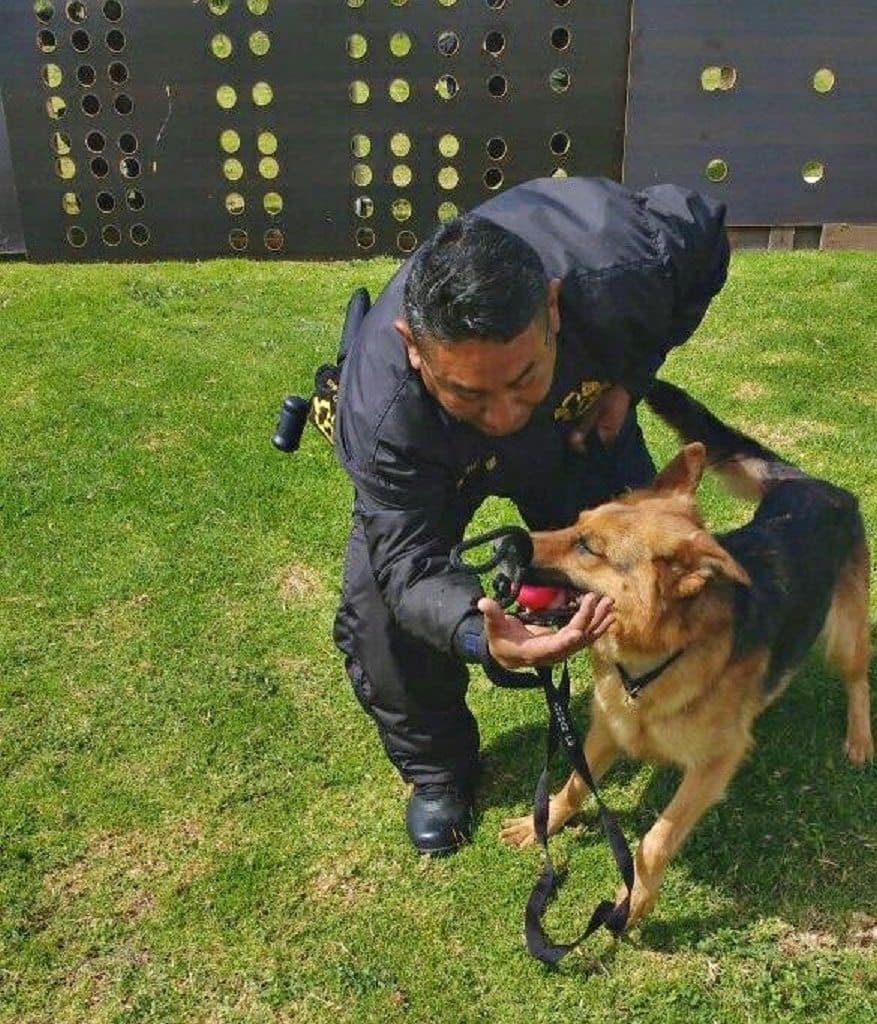 Agrupamiento Canino de la Policía Estatal se especializa en Colombia