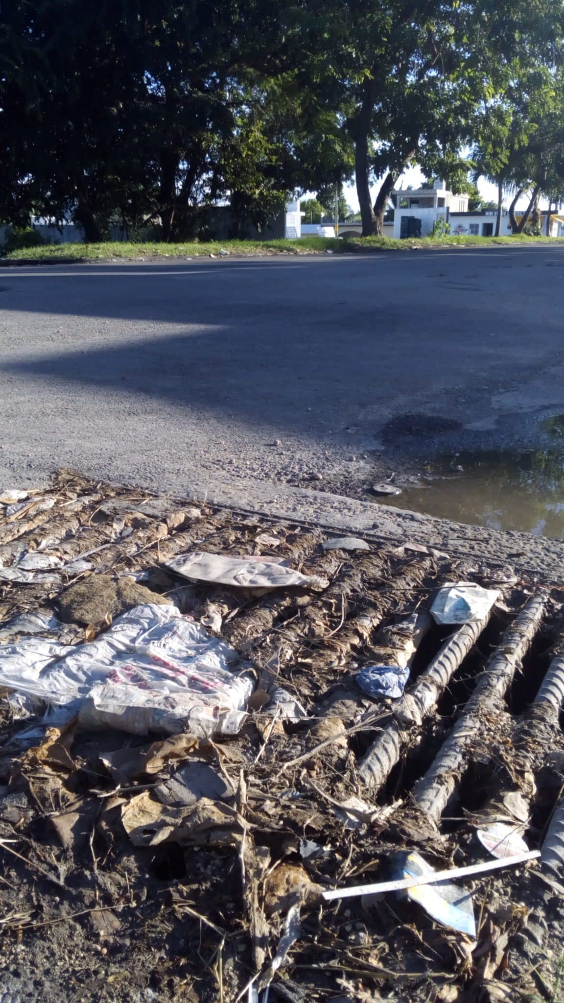 Colectores pluviales convertidos en herbarios y criaderos de moscos