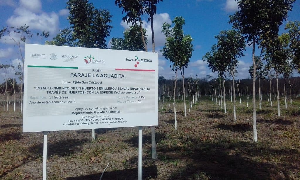 Alcanza 90% de sobrevivencia caoba producida en semillero de Quintana Roo