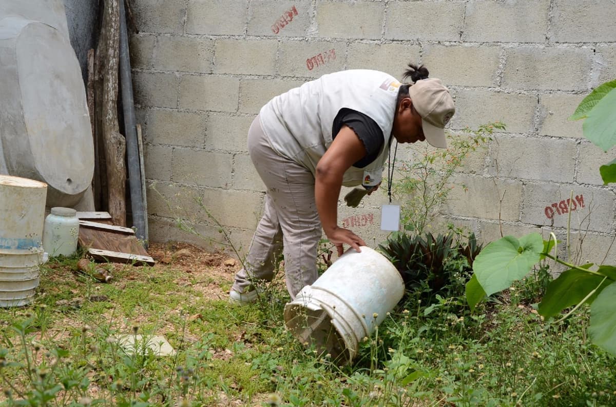 Luchan para eliminar criaderos del mosquito transmisor del dengue, zika y chikungunya