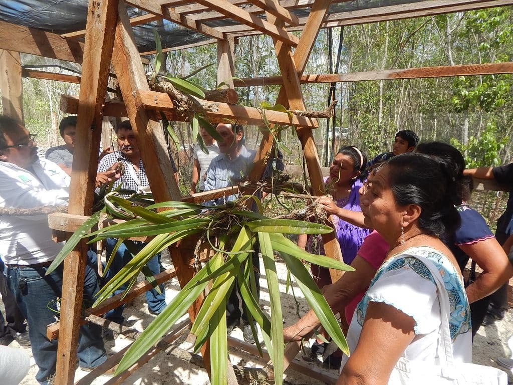 Apoya CONAFOR conservación de fauna y flora silvestre en Quintana Roo
