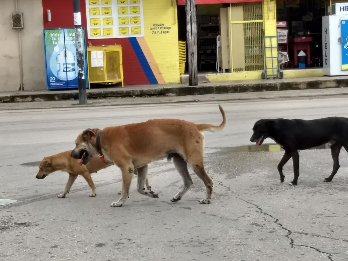 Perros callejeros salvan a bebé que se encontraba en el drenaje.