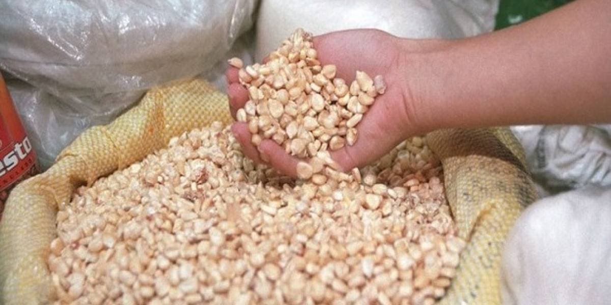 Arruinan "coyotes" la producción de chihua