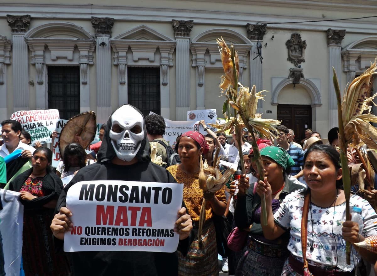 Histórico Dictamen de Senasica revoca permiso de soya transgénica a la multi-nacional Monsanto por fallas graves en bioseguridad