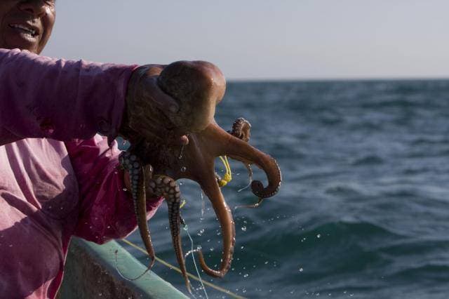 El pulpo yucateco se vuelve preciado para el crimen organizado