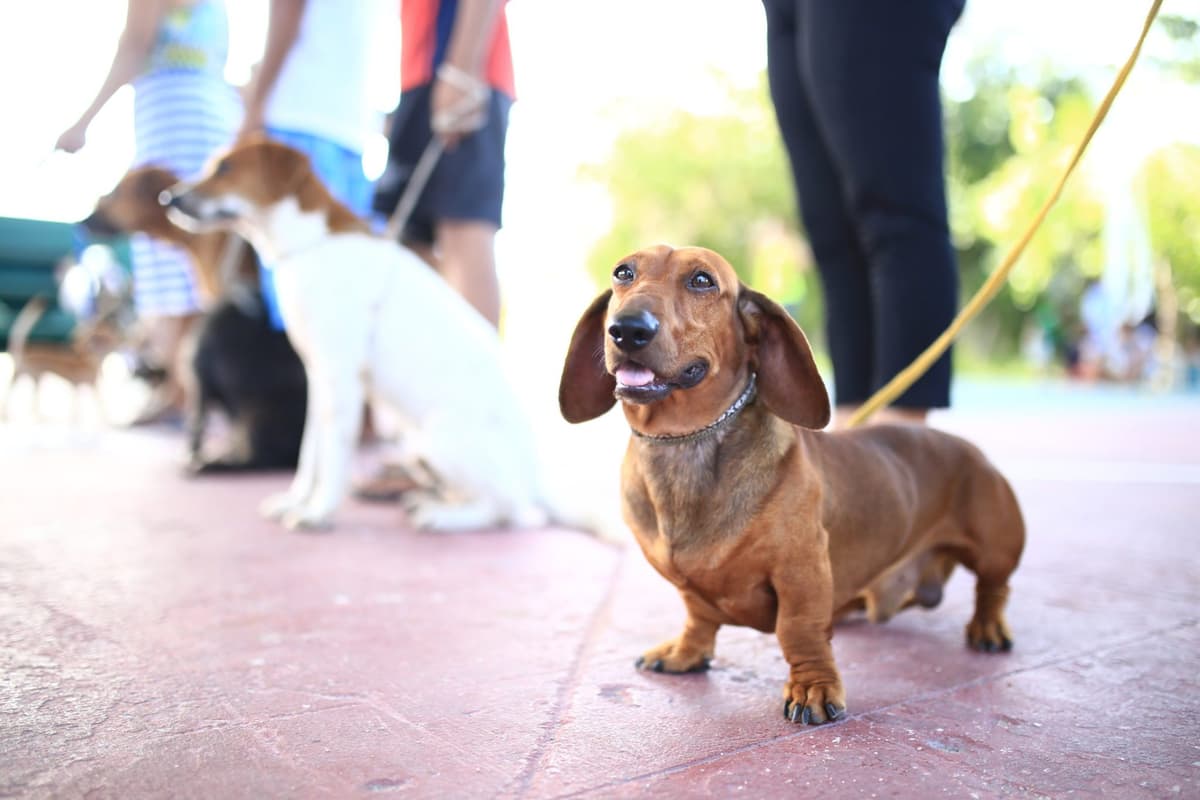 Concientiza CEBIAM a ciudadanos sobre el cuidado de sus mascotas
