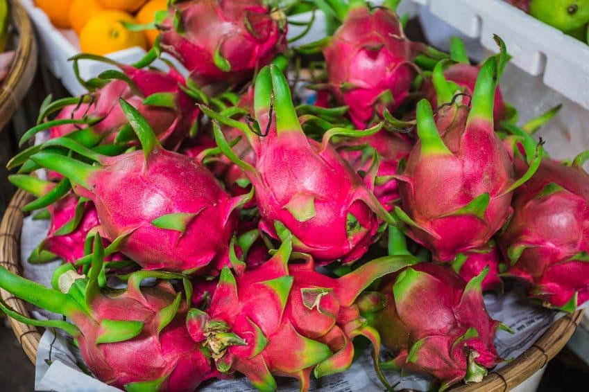 Se aprovechan "coyotes" de productores de pitahaya