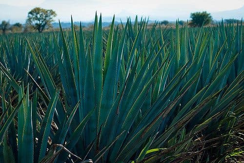 Descubren cuatro nuevas especies de agave, podrían haber más