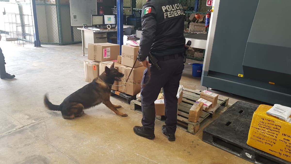 Detectan marihuana de Guaymas en Playa del Carmen