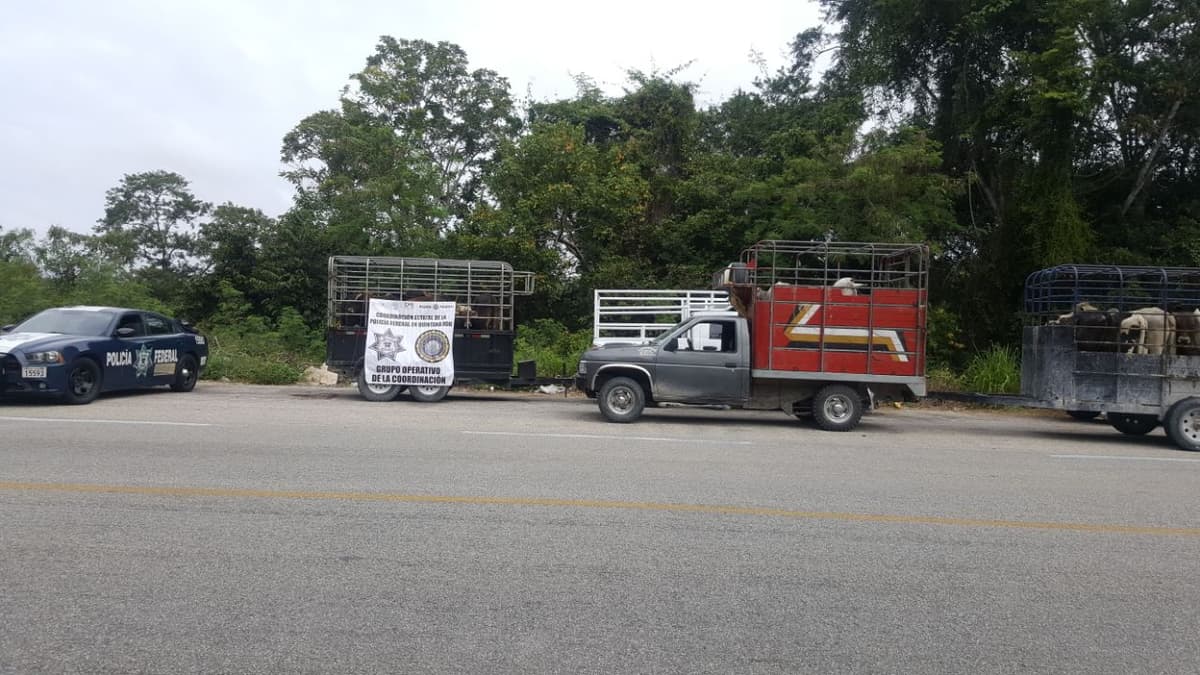 Aseguran 47 cabezas de ganado de procedencia ilícita